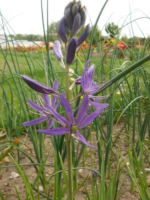 Camassia quamash